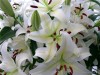Букет нераспустившихся белых лилий